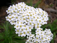     Achillea millefolium